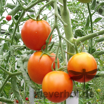 Orange Bio Tomatenfurcht mit gutem Geschmack