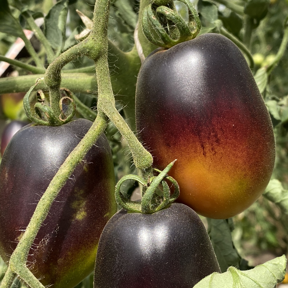 Längliche Blau/Oragne Tomatenrarität