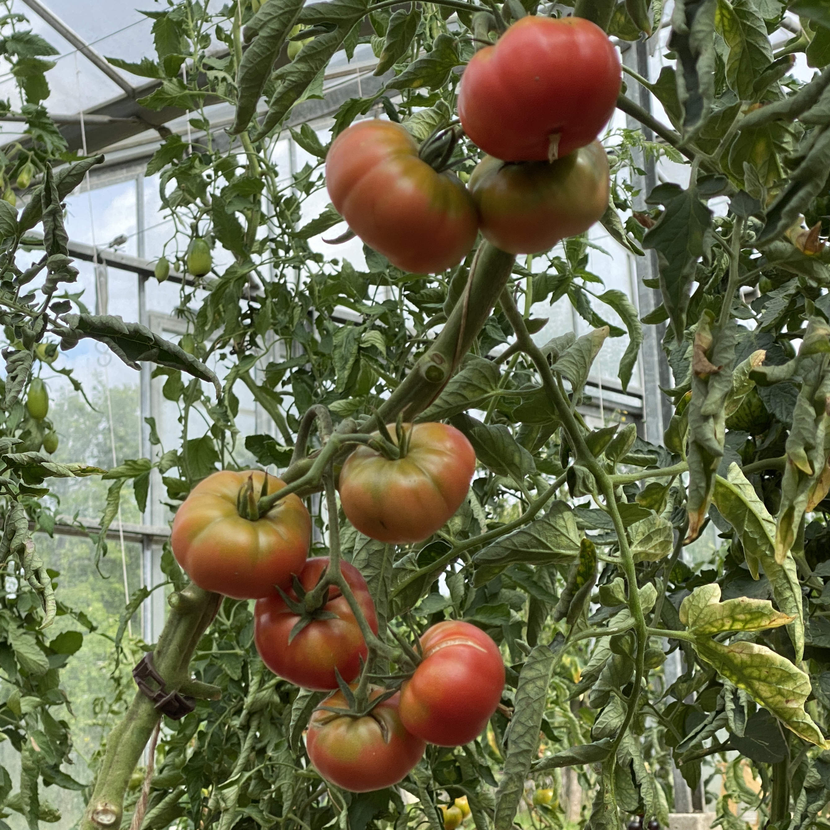 Tomatensaatgut Pink Bertoua