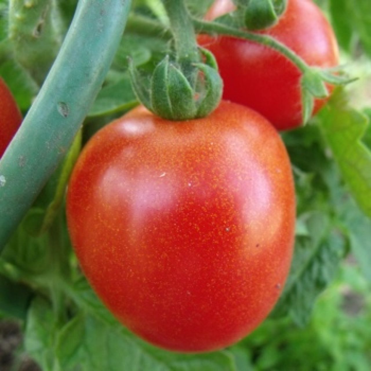 Saatgut Samen von der Tomate Rotkäppchen