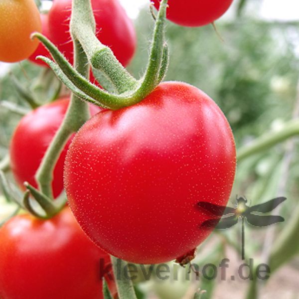 Saatgut Samen Von Der Tomate Harzfeuer