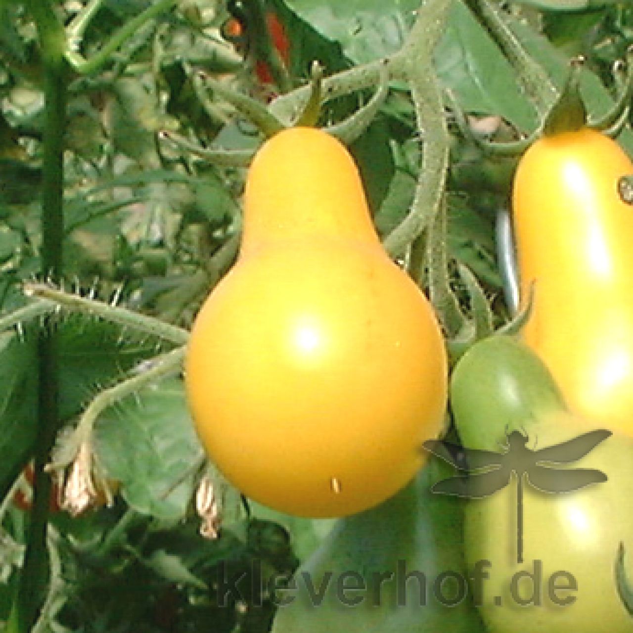 Saatgut Samen Von Der Tomate Gelbe Birne