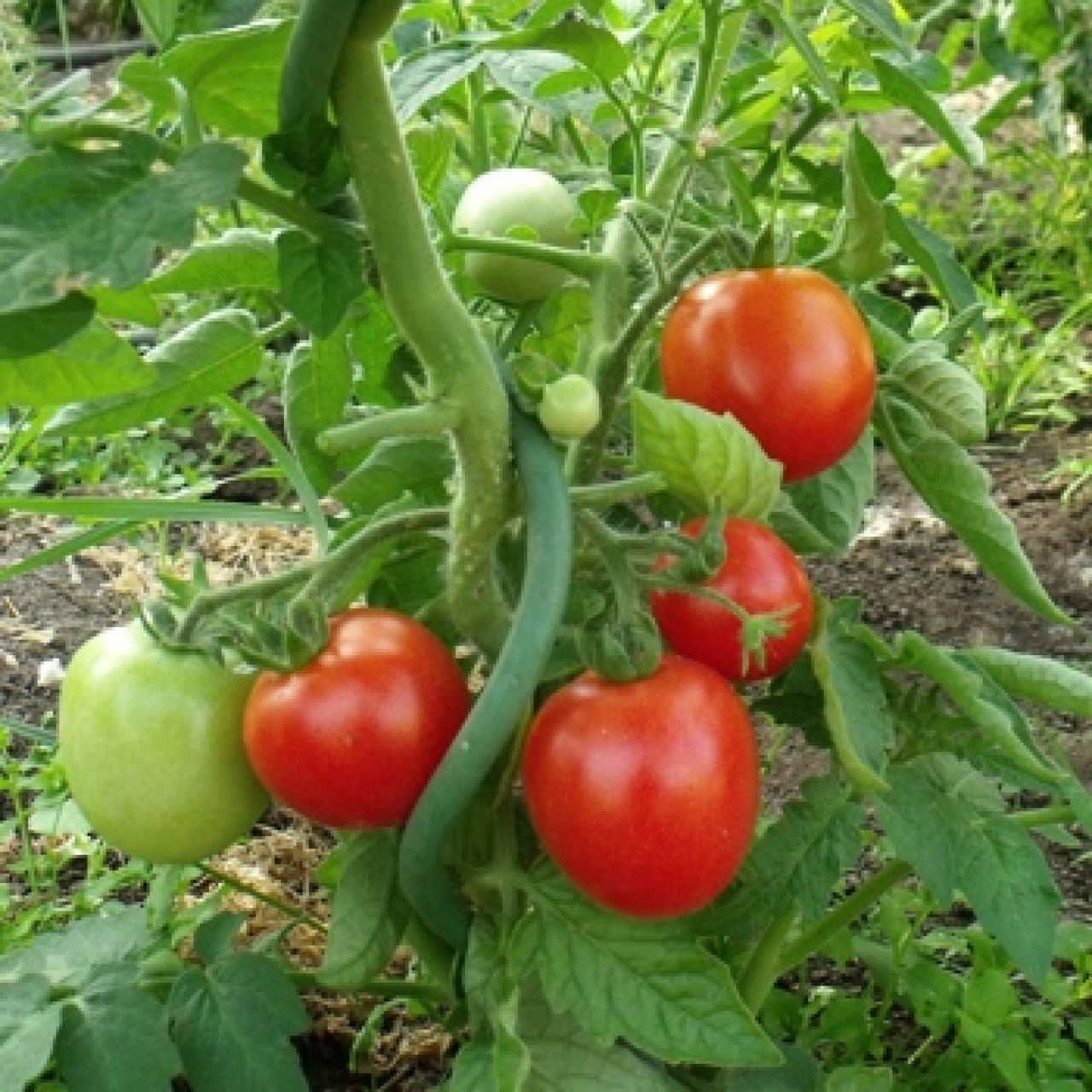 Saatgut Samen von der Tomate Rotkäppchen