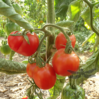 Rote Tomatensorte mit echtem Geschmack