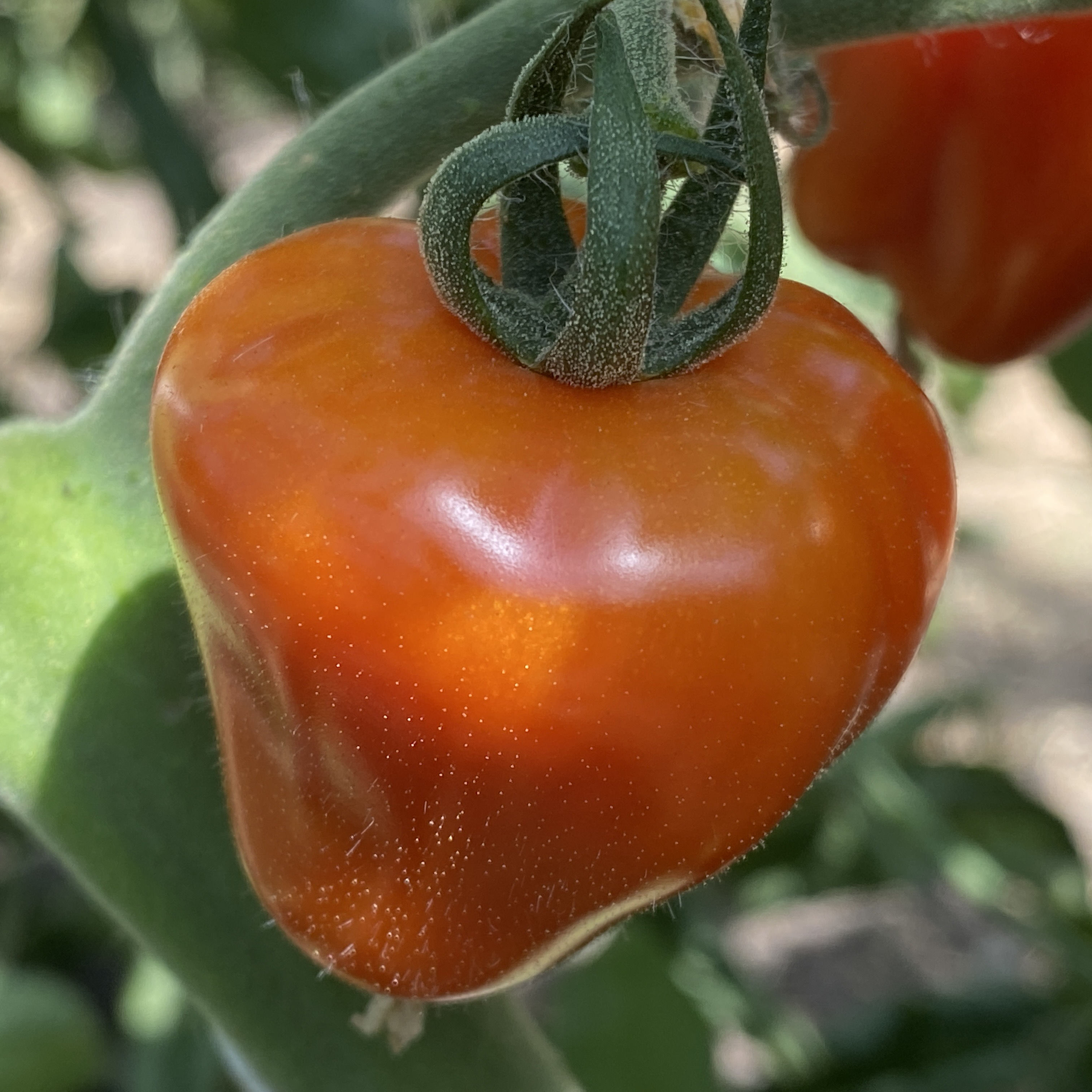 Tomatensaatgut Cherry Herztomate