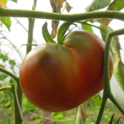 Braune Tomatensorte mit Geschmack 