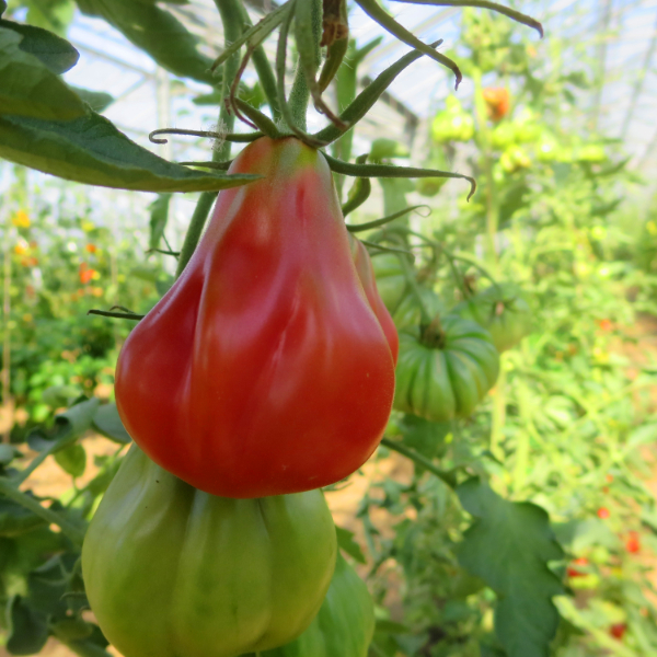 Rote Tomate mit einer außergewöhnlichen form