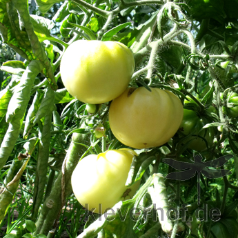 Gelbe un Weiße Tomatenfrucht
