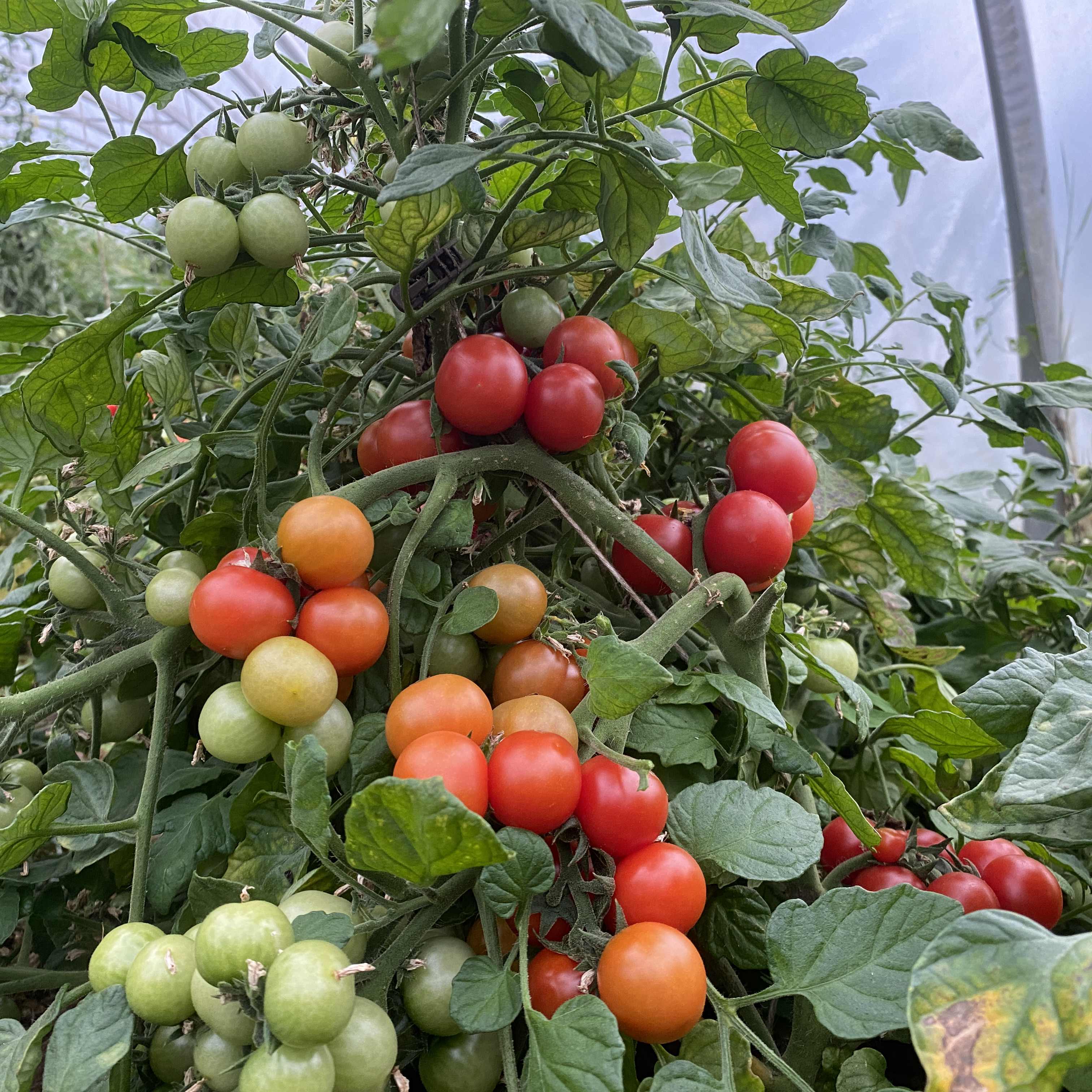 Tomatensaatgut Sugar Bunch