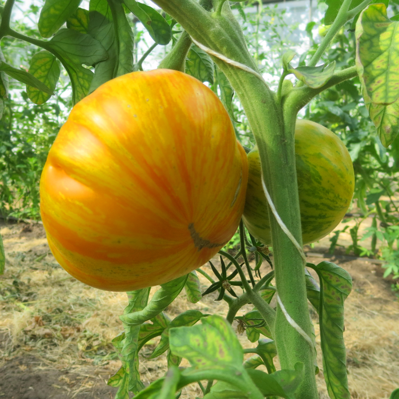 Gelbe und Orang gestreifte tomatenvielfalt mit Geschmack