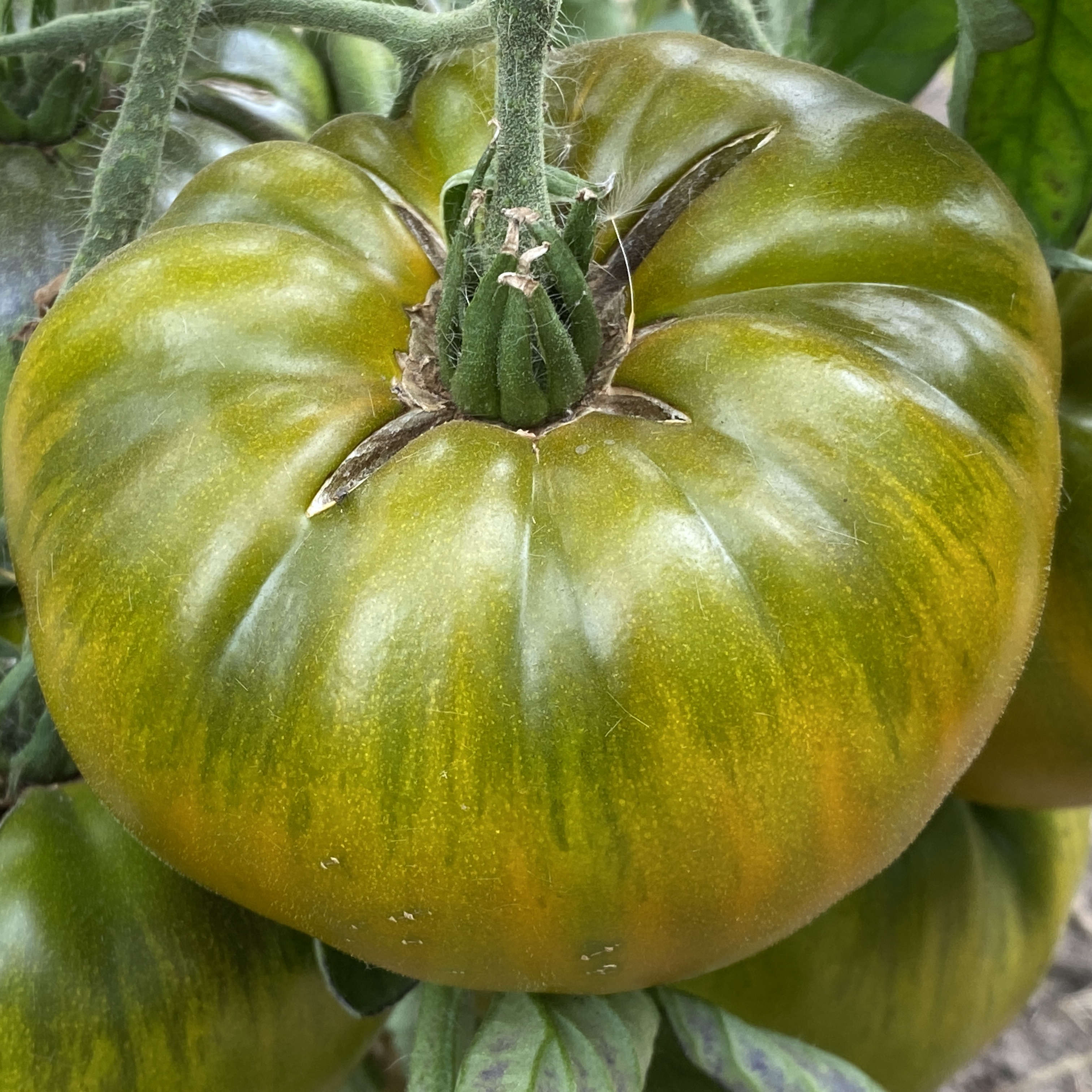 Tomatensaatgut Grüne von der Moldau