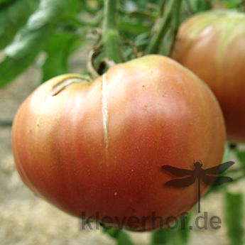 Braune Tomatenvielfalt am einer Rispe