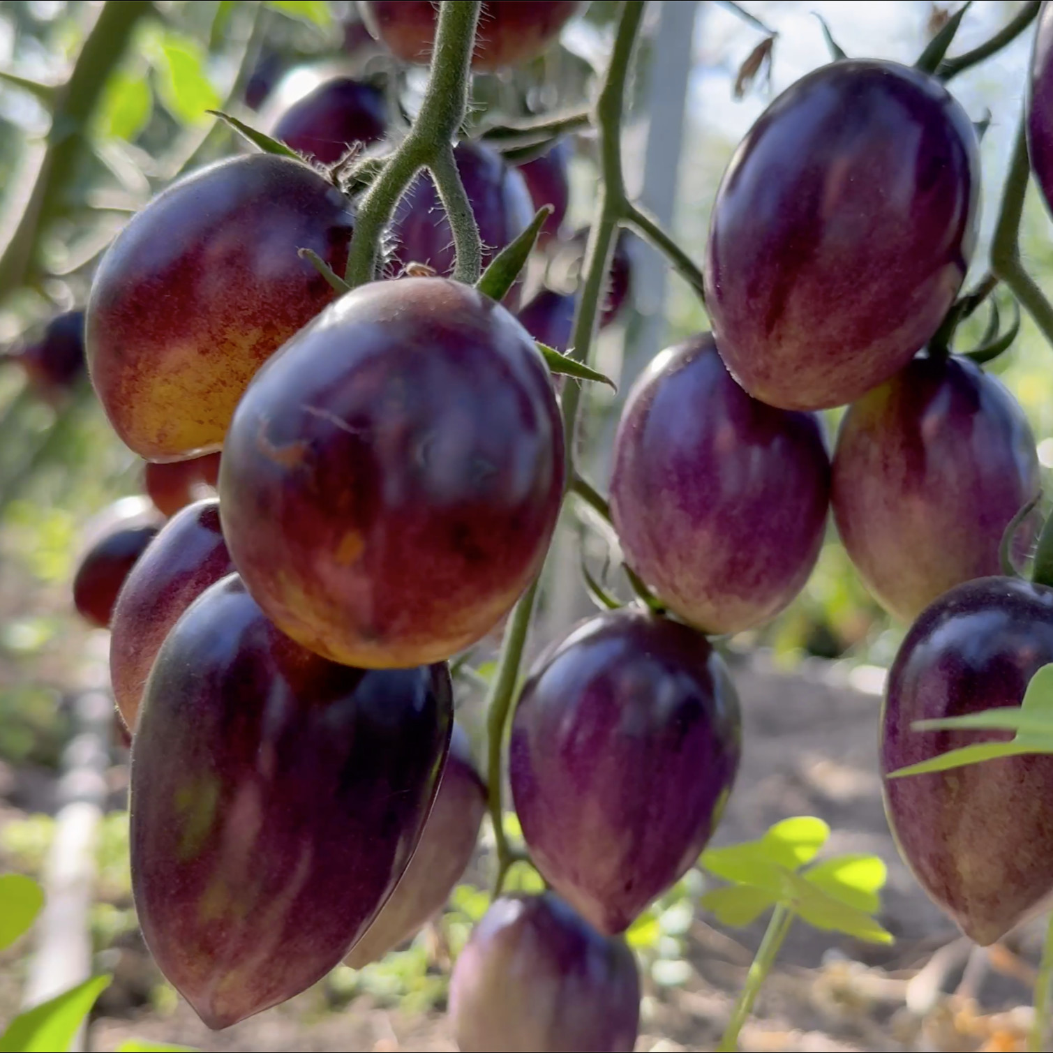 Tomatensaatgut Märchenmagie