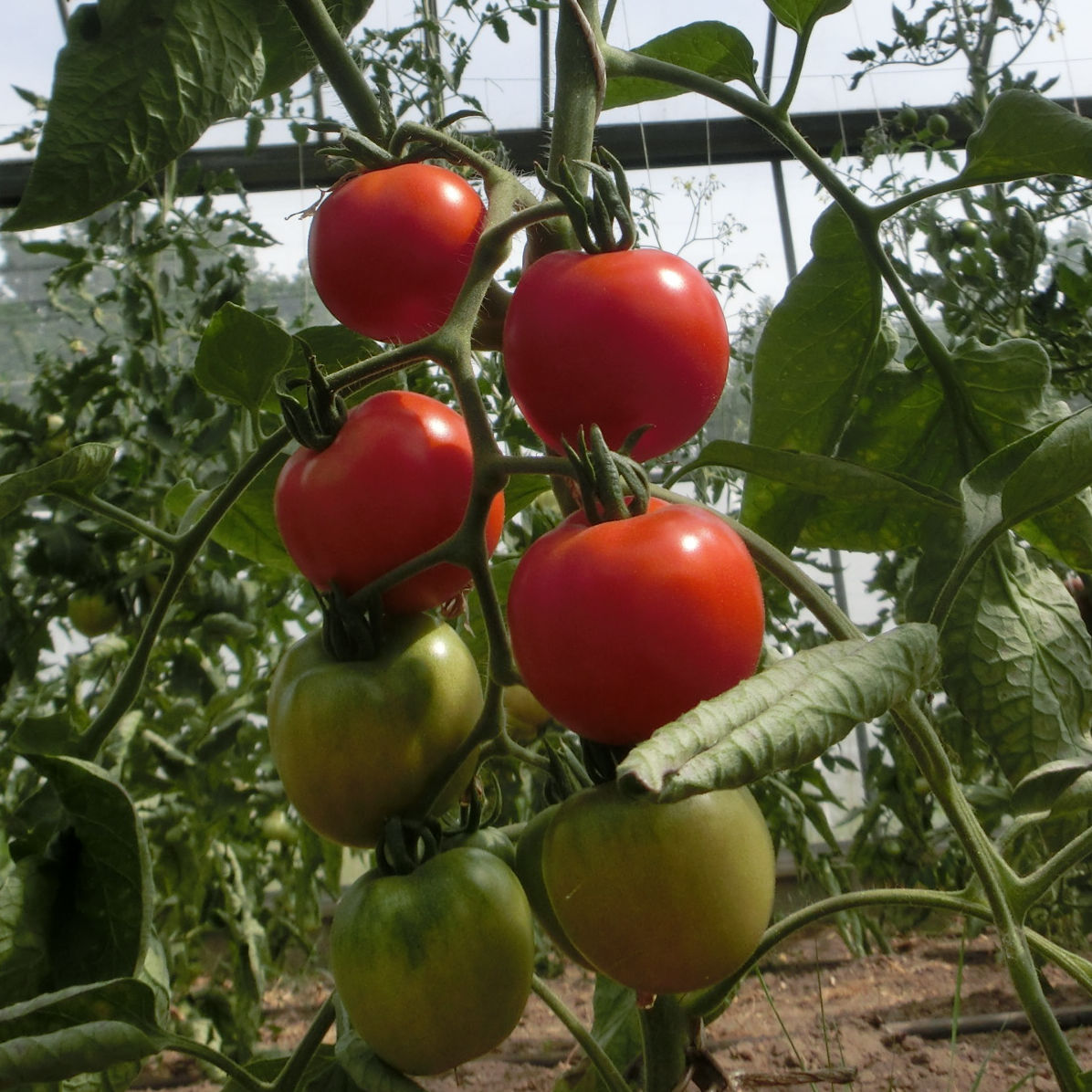Rote Tomaten der Sorte Harzfeuer