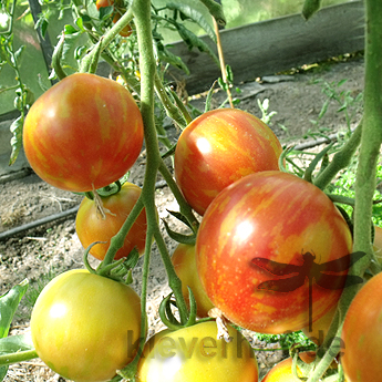 Orange Zebra  Geschmackvolle Tomate
