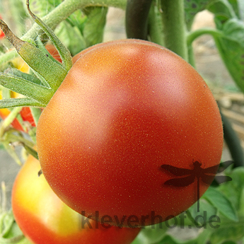 Prachtvolle Rote Tomatenpflanze mit echtem Geschmack