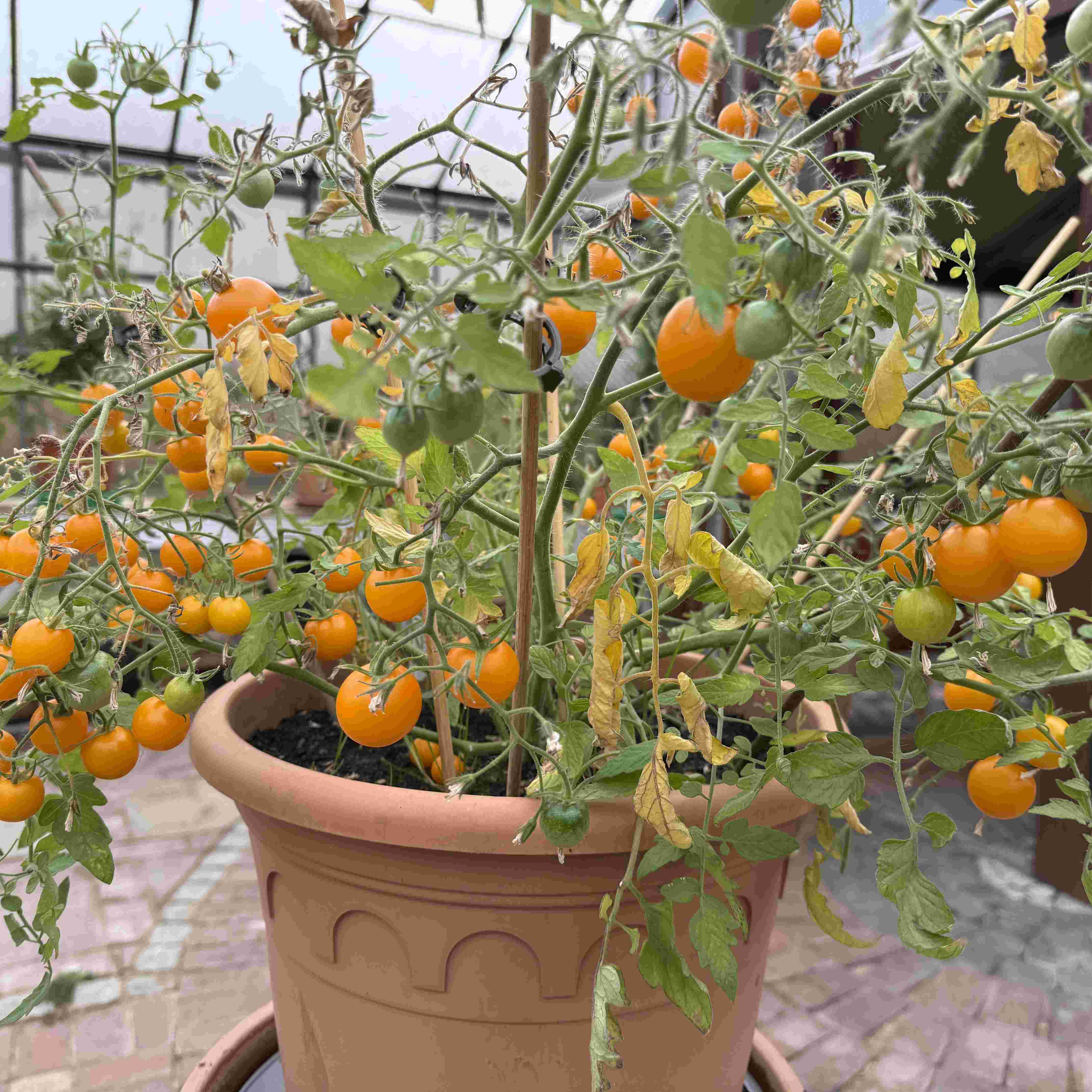 Tomatensaatgut Tumbling Junior Yellow