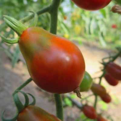 Rote Tomatenpflanze in Birnenform