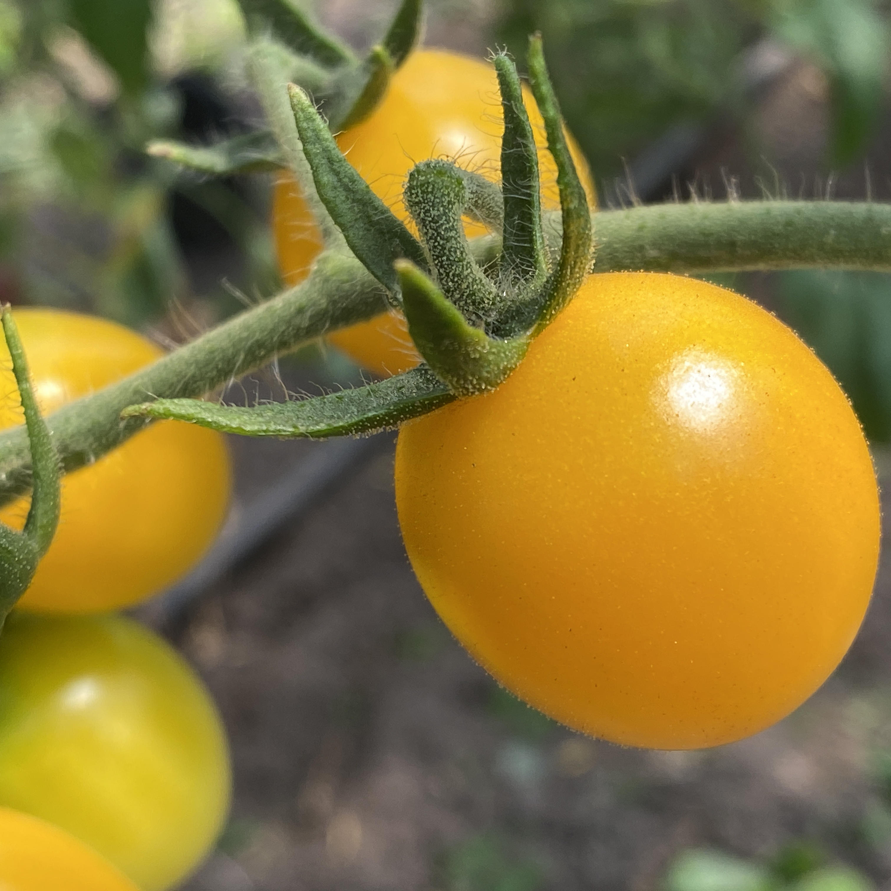 Tomatensaatgut Katinka