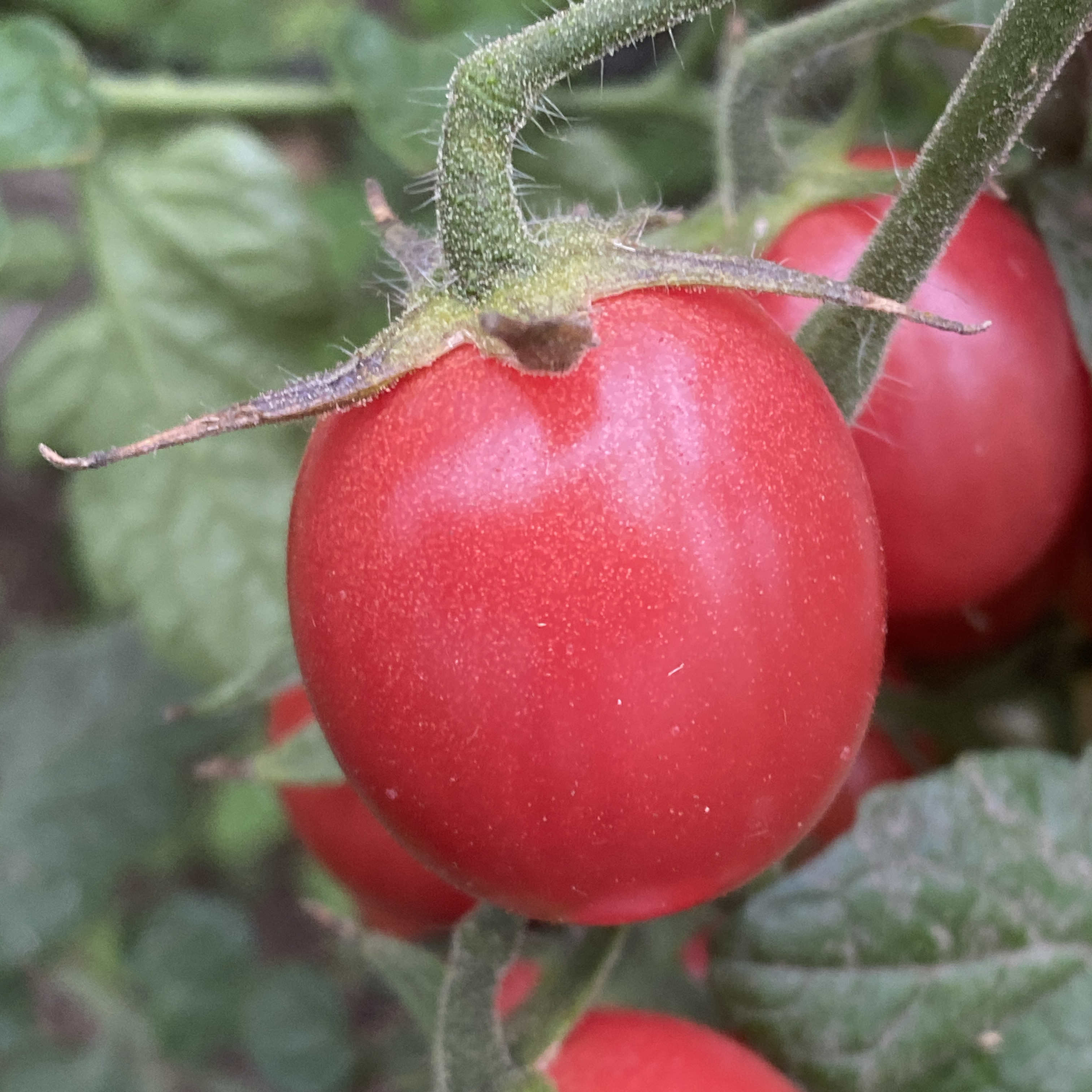 Tomatensaatgut Pearly Pink Cherry