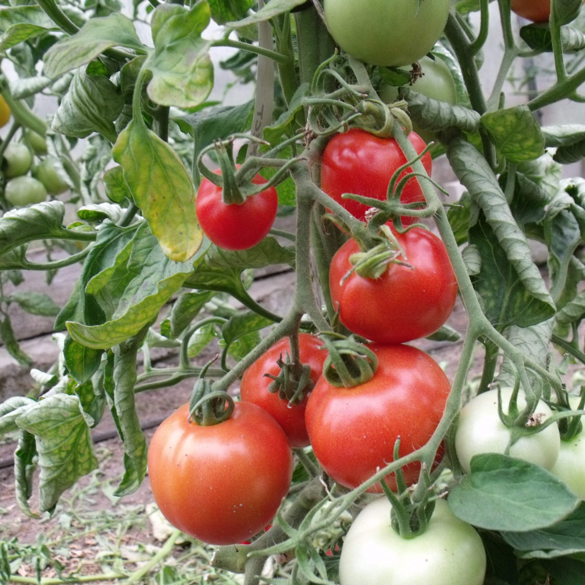 6 rote Tomaten an einer Rispe