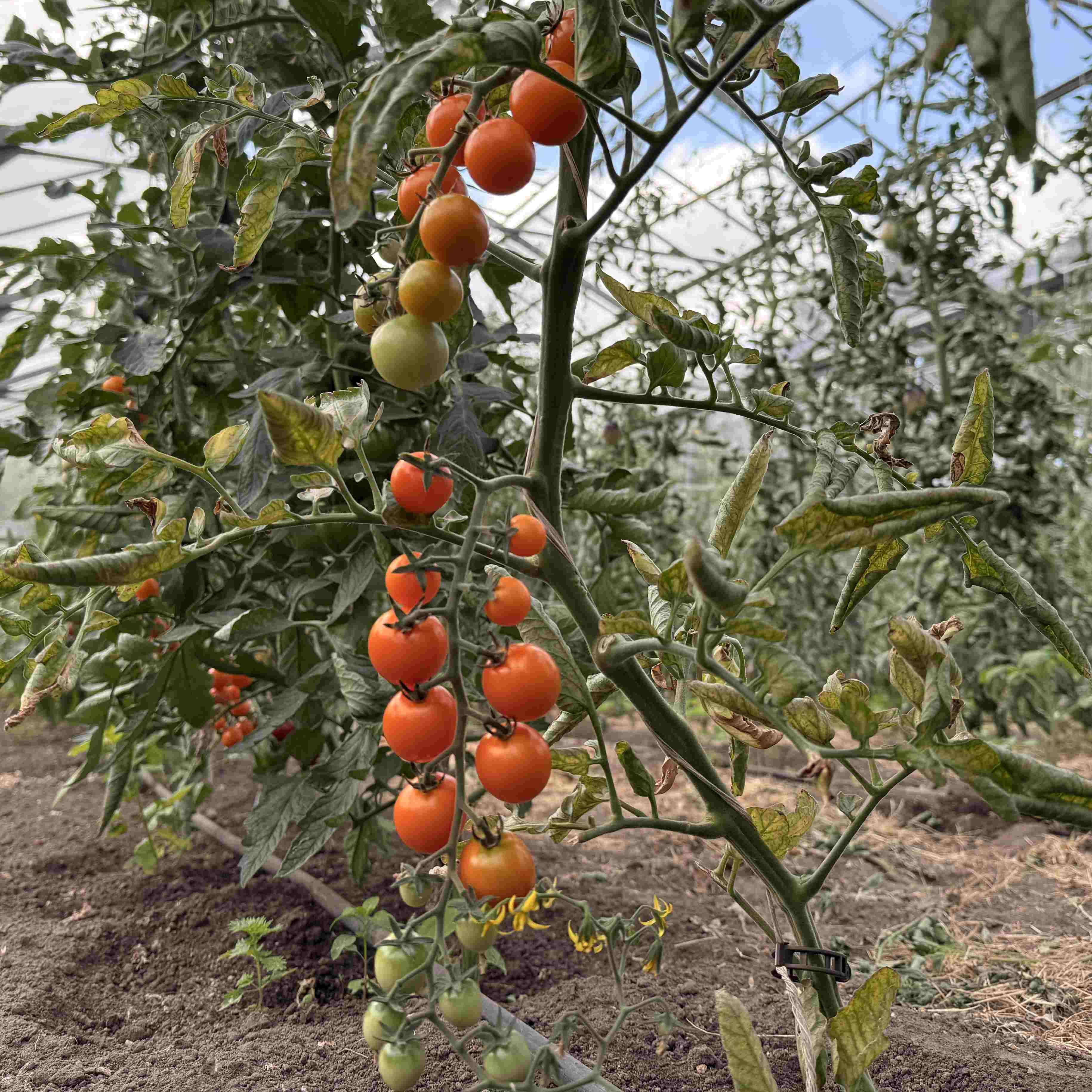 Tomatensaatgut Lillit