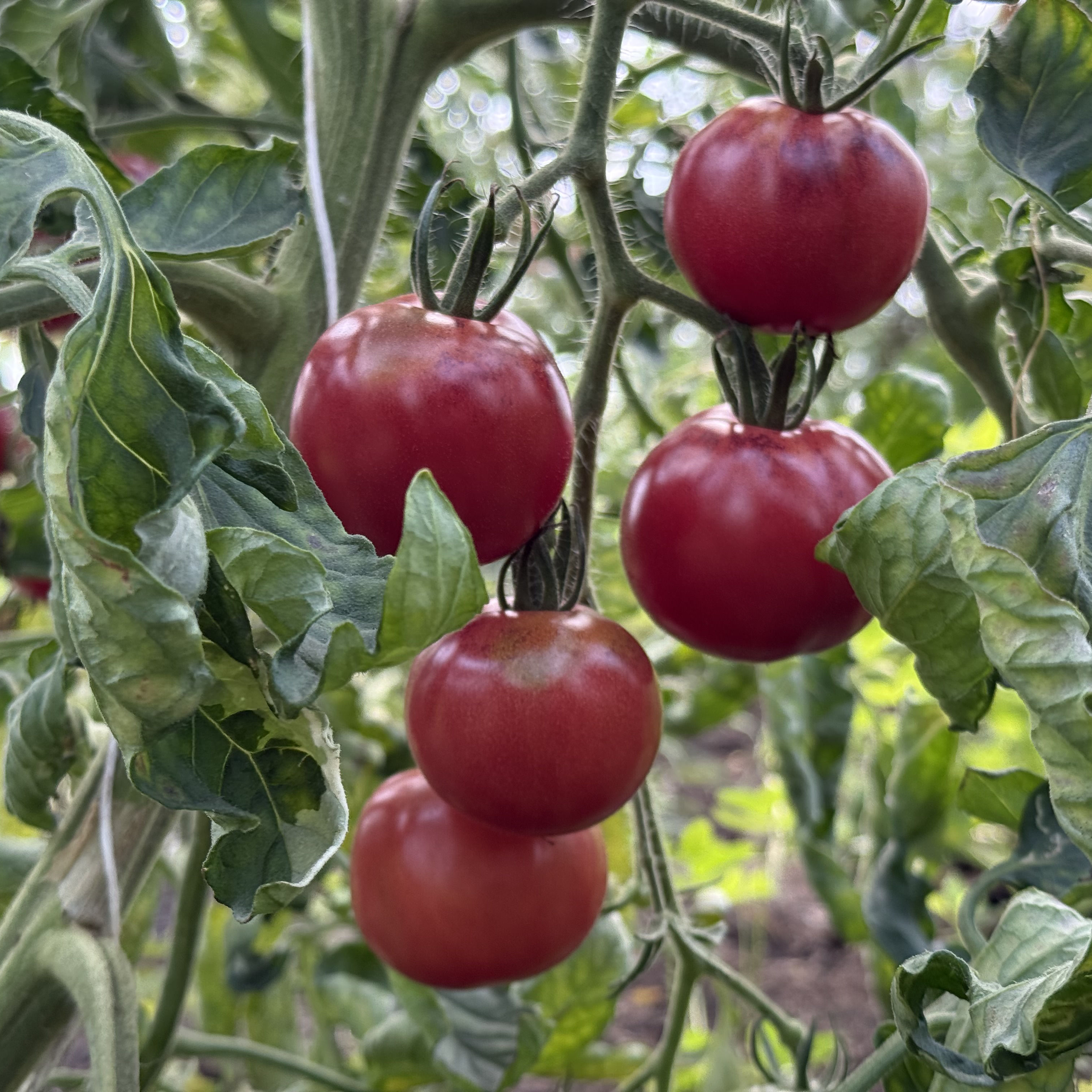 Tomatensaatgut E-Pørl Rosa
