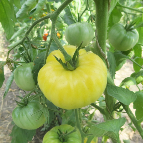 Weiß/Gelbe Tomatenfrucht