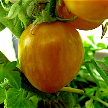 Gelb gestreifte schöne Tomatenvielfalt