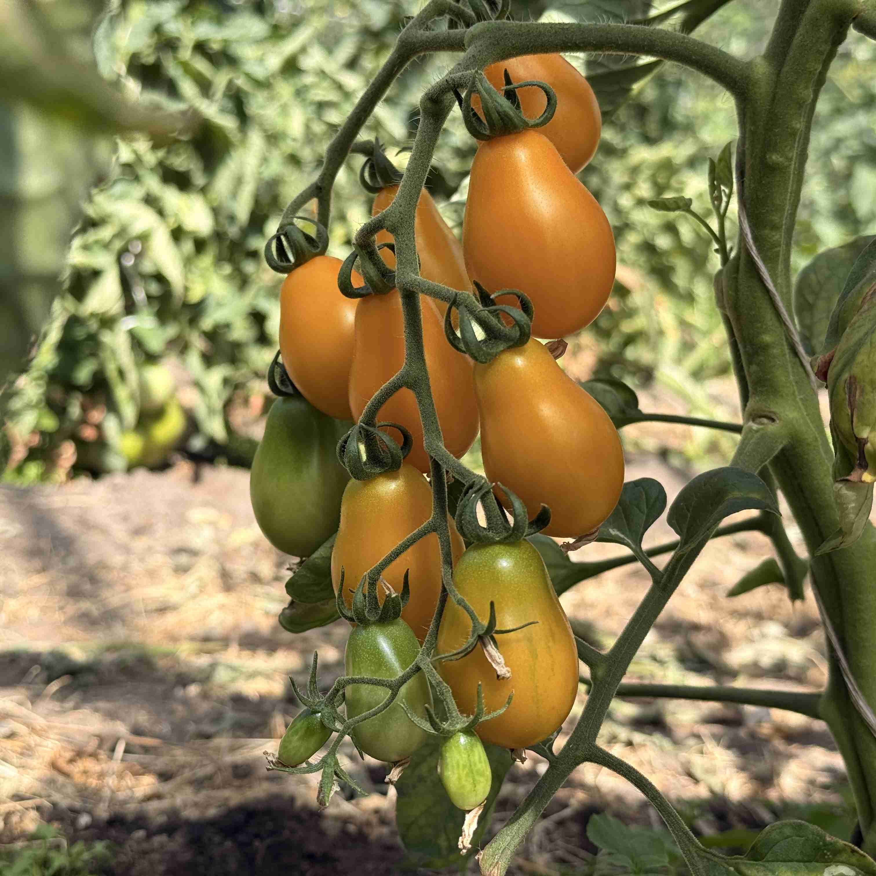 Tomatensaatgut Yellow Submarine