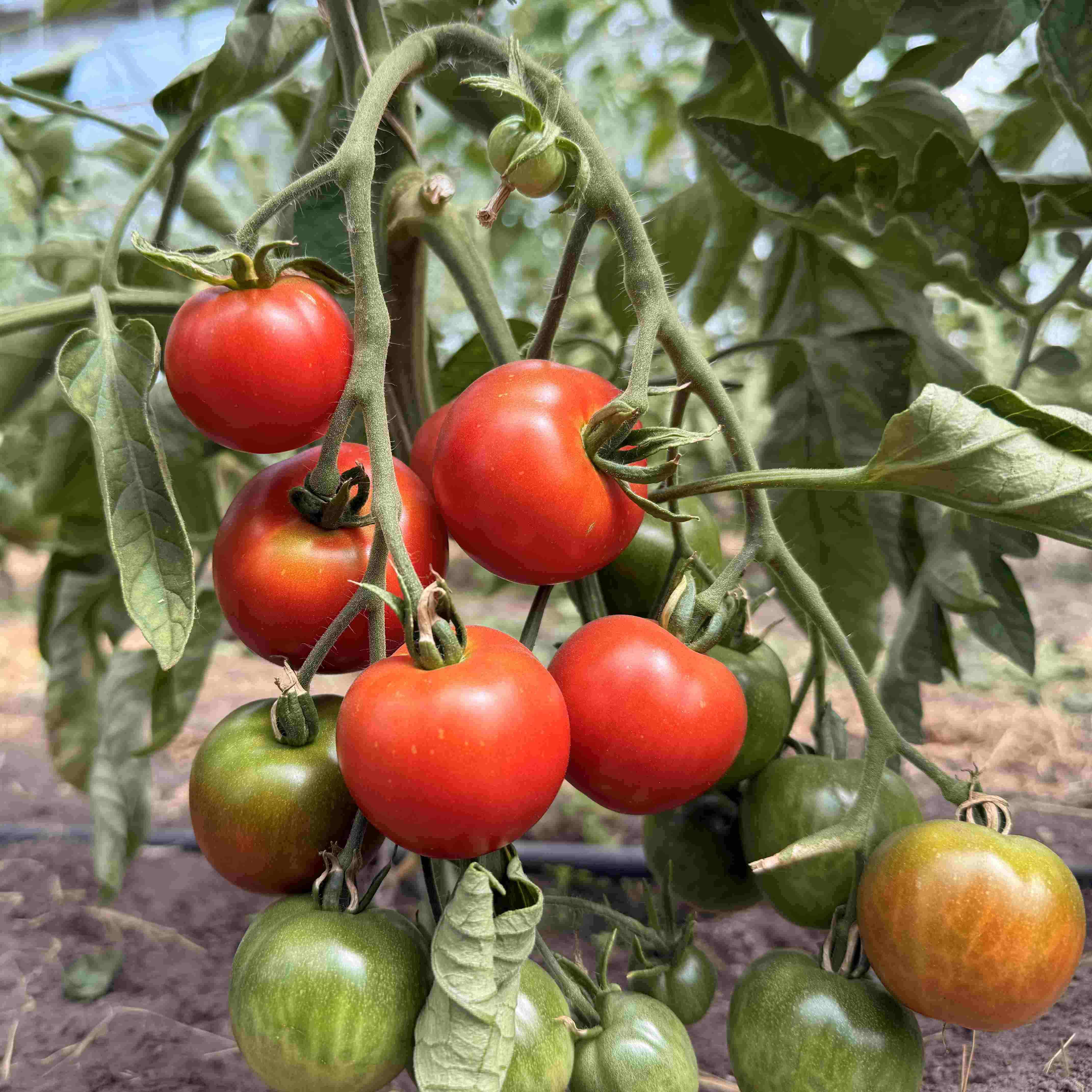 Tomatensaatgut Beymes Erntesegen