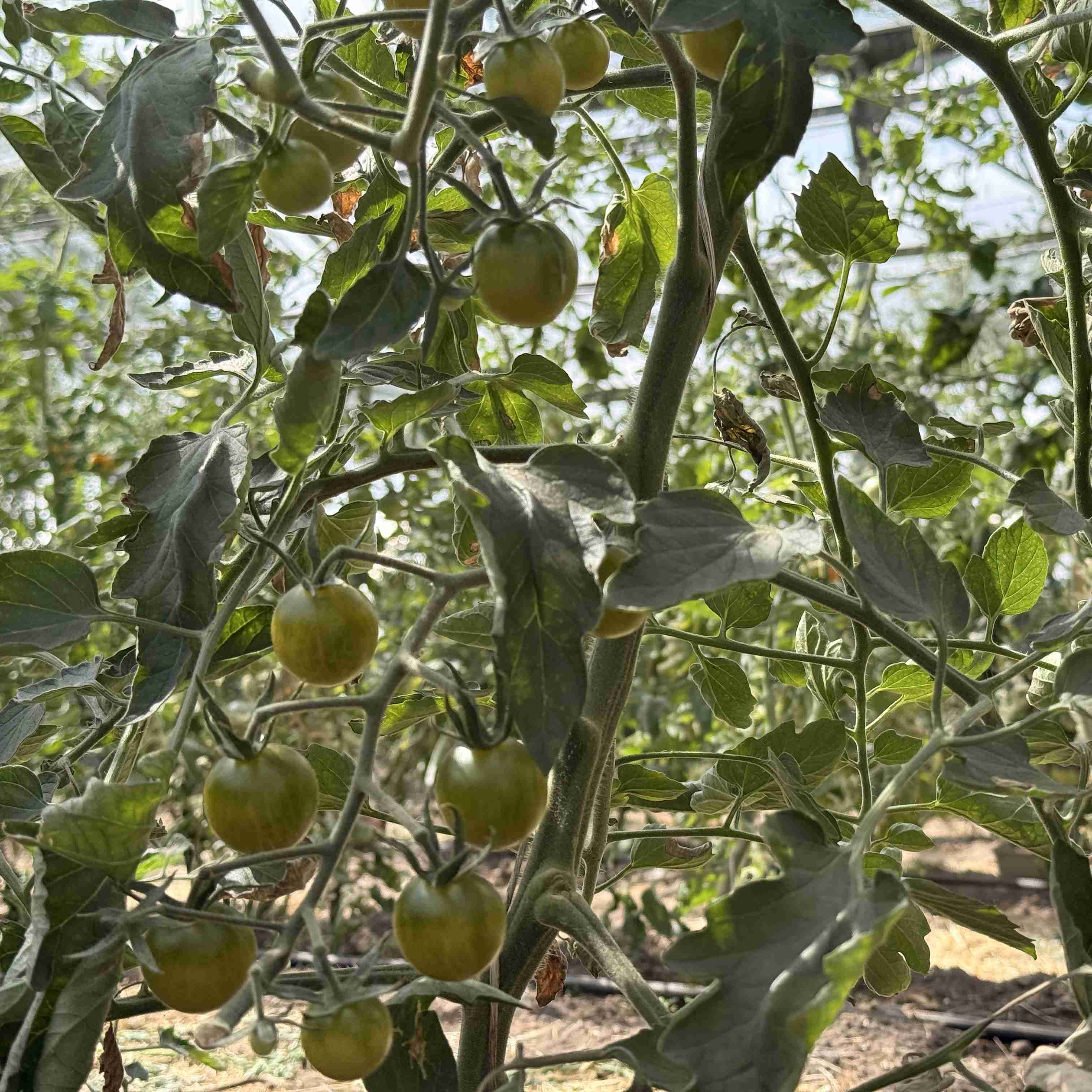 Tomatensaatgut Appalachian Green