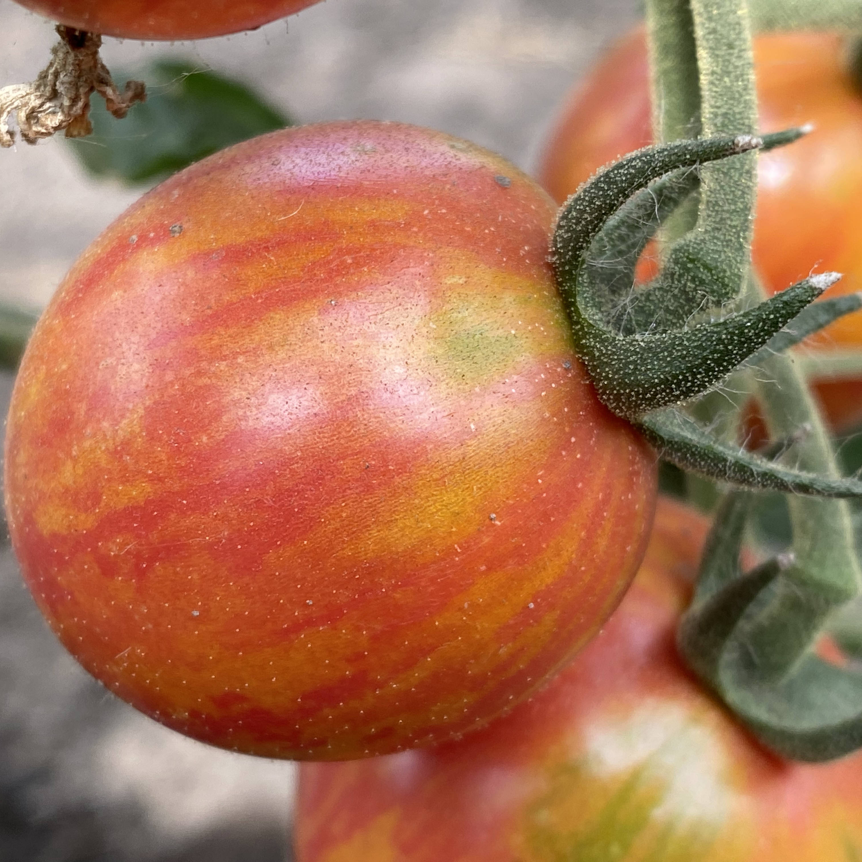 Rot/gelb gestreifte runde Tomatenfrüchte