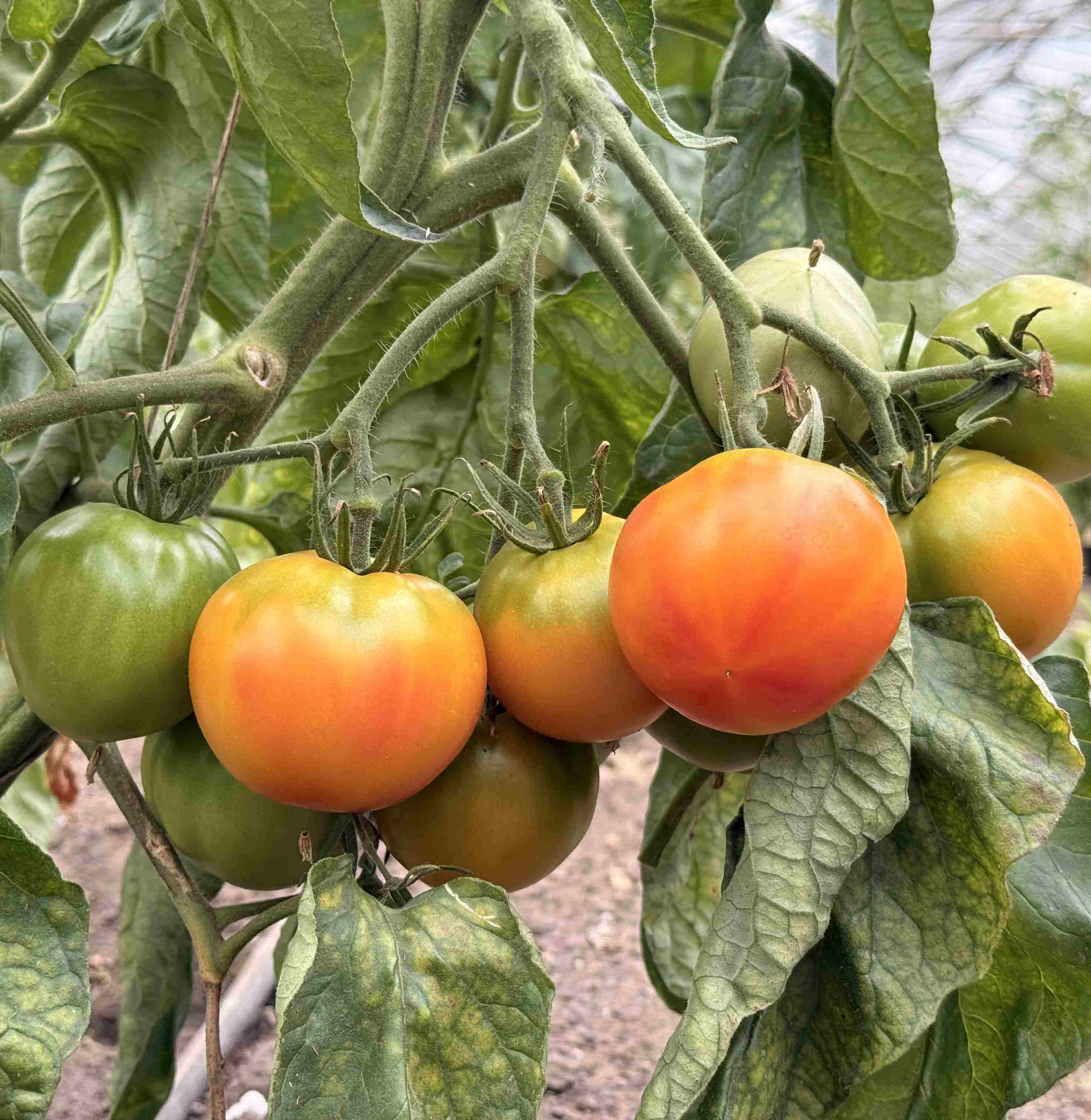Tomatensaatgut Little Lucky Heart