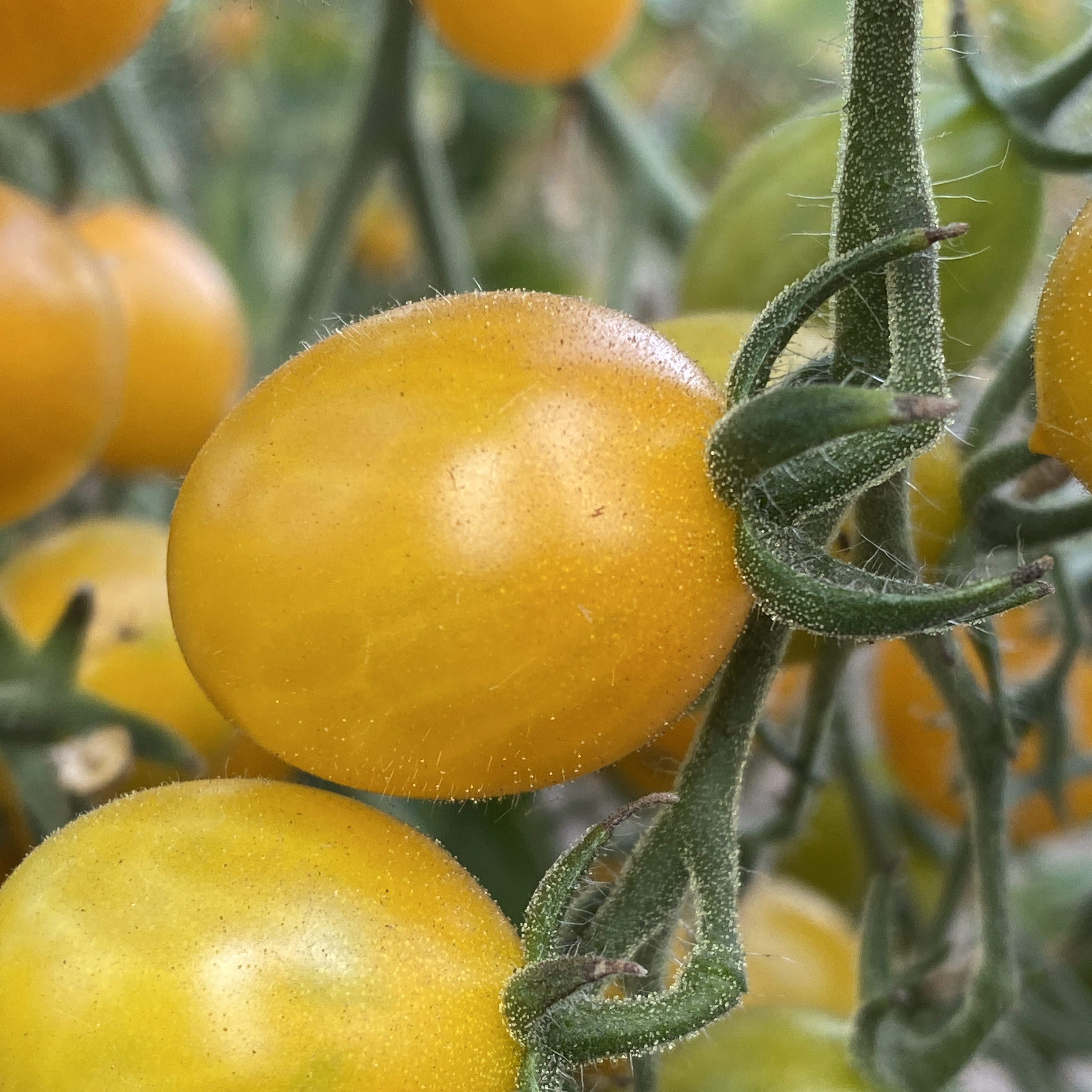 Tomatensaatgut Clementine