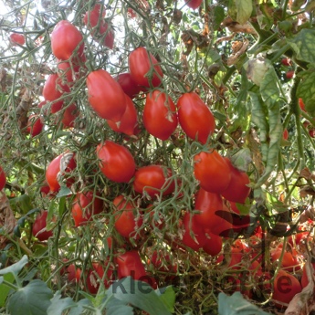 Kleiner roter cherry Tomatenstrauch