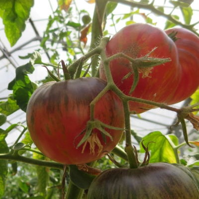 Rot und Braune Bio Tomatenfrüchte mit außergewöhnlichem Geschmack
