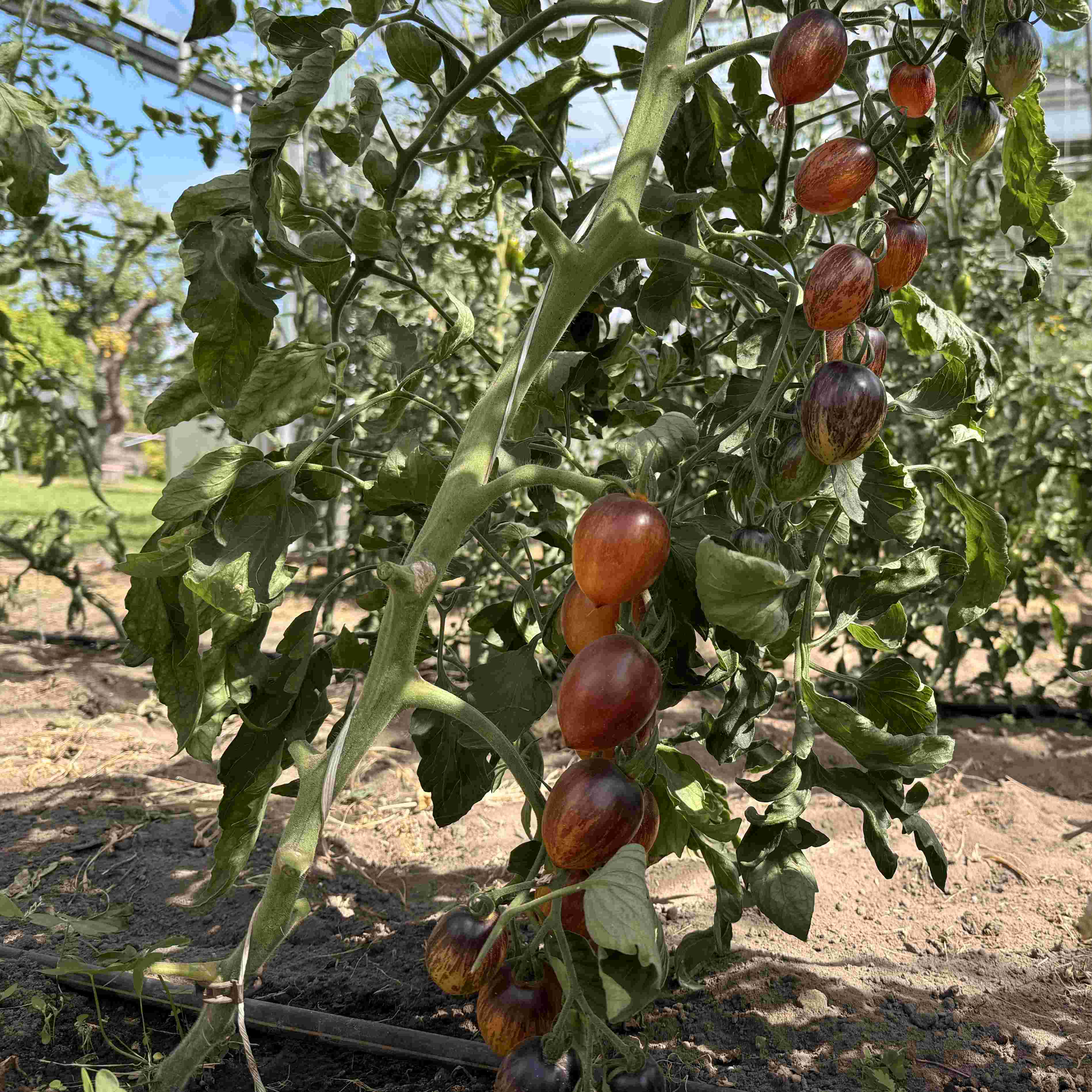 Tomatensaatgut Lyblushka