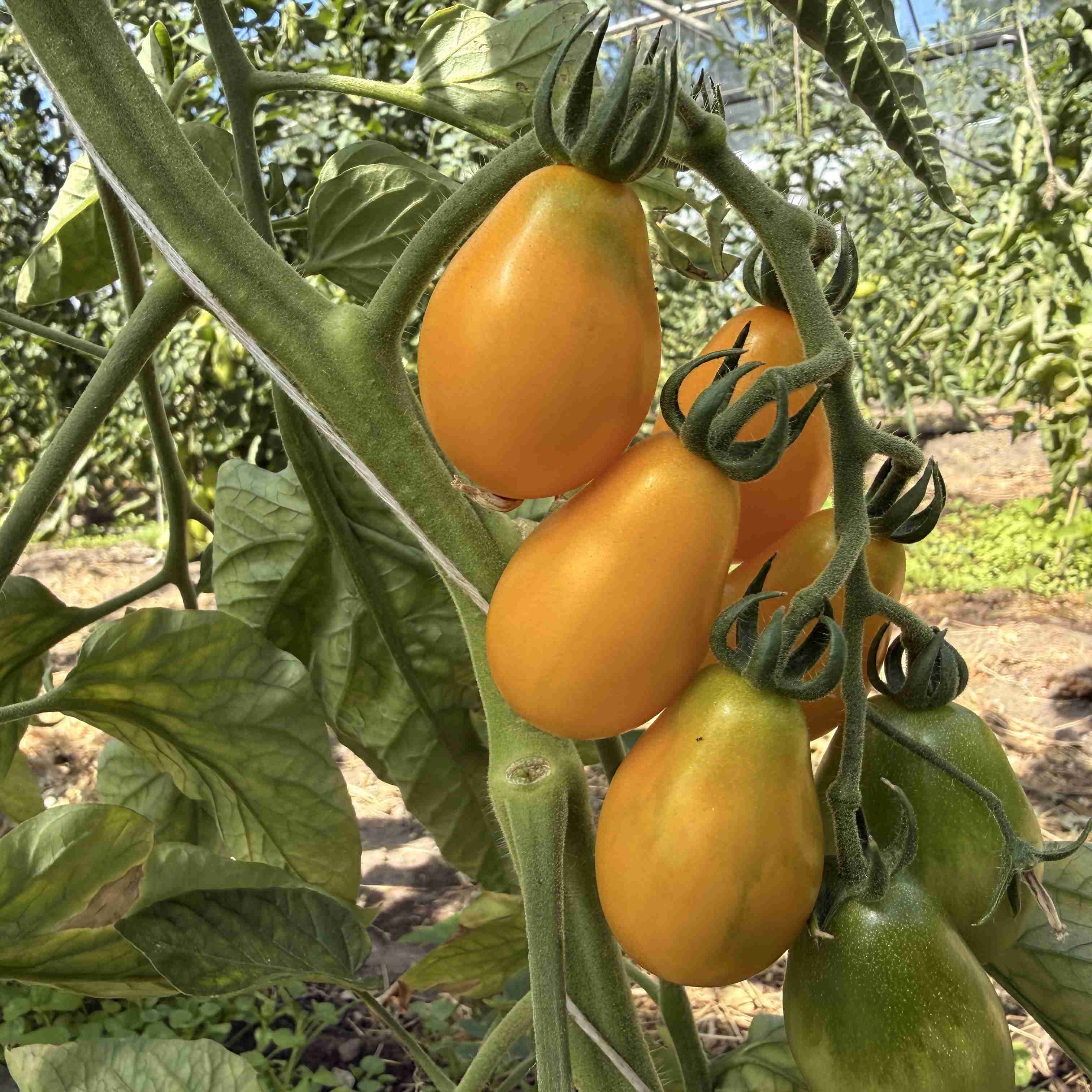 Tomatensaatgut Yellow Submarine