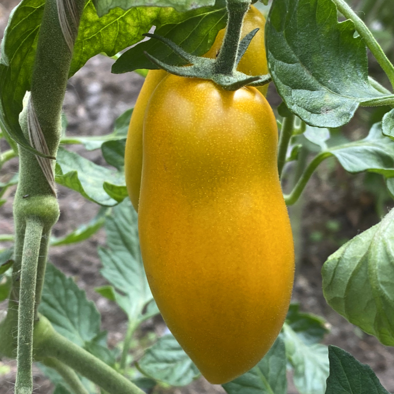 Gelbe Längliche Demeter Tomatenfrucht