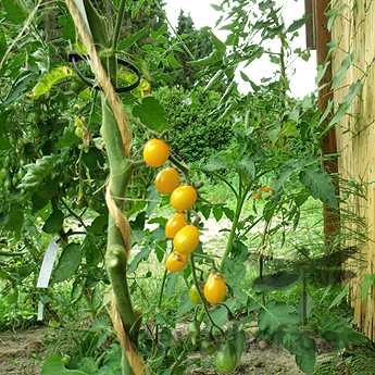 Gelbe Cherry Demeter Tomatenfrüchte