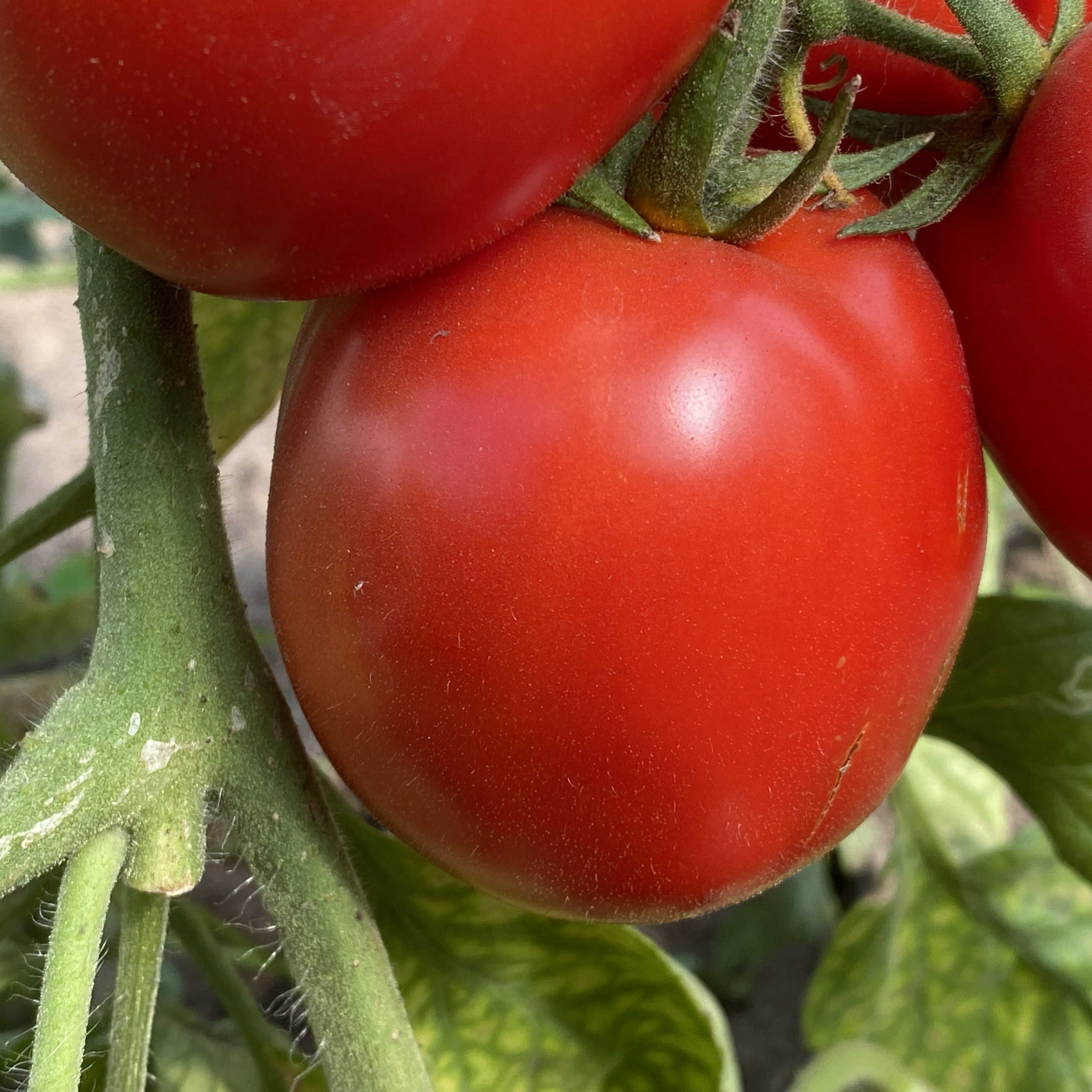 Tomatensaatgut Health Kick
