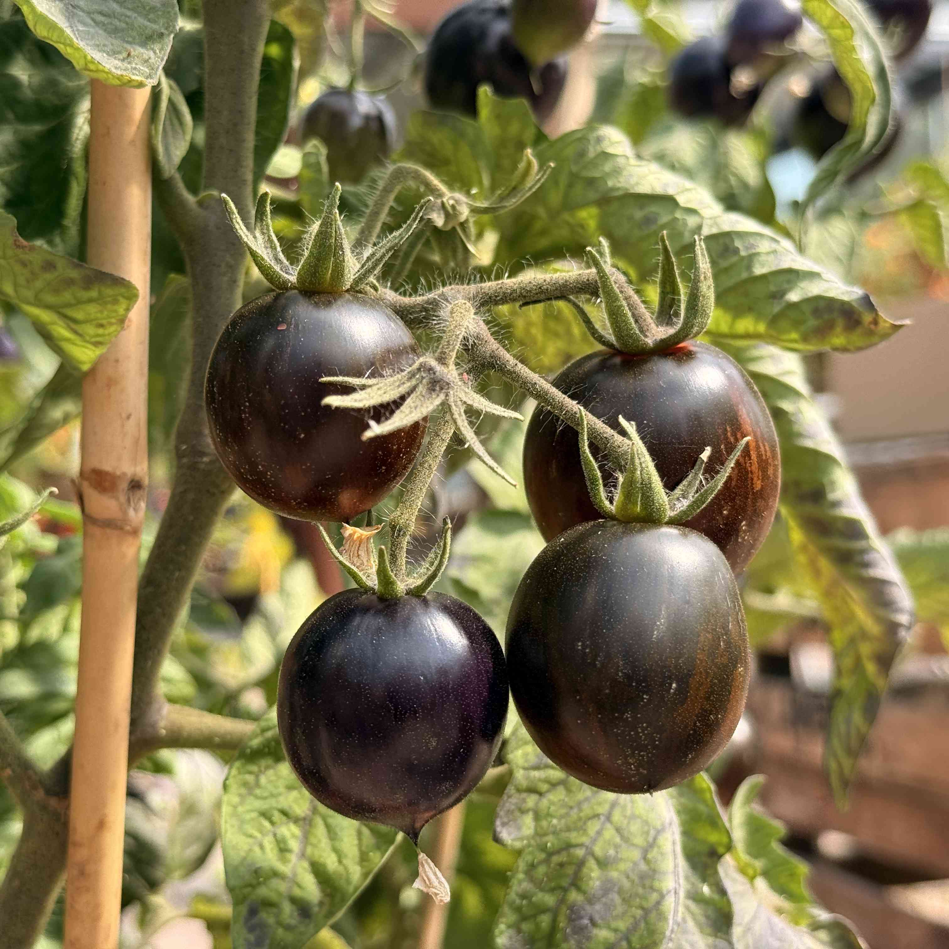 Tomatensaatgut Shadow of Death