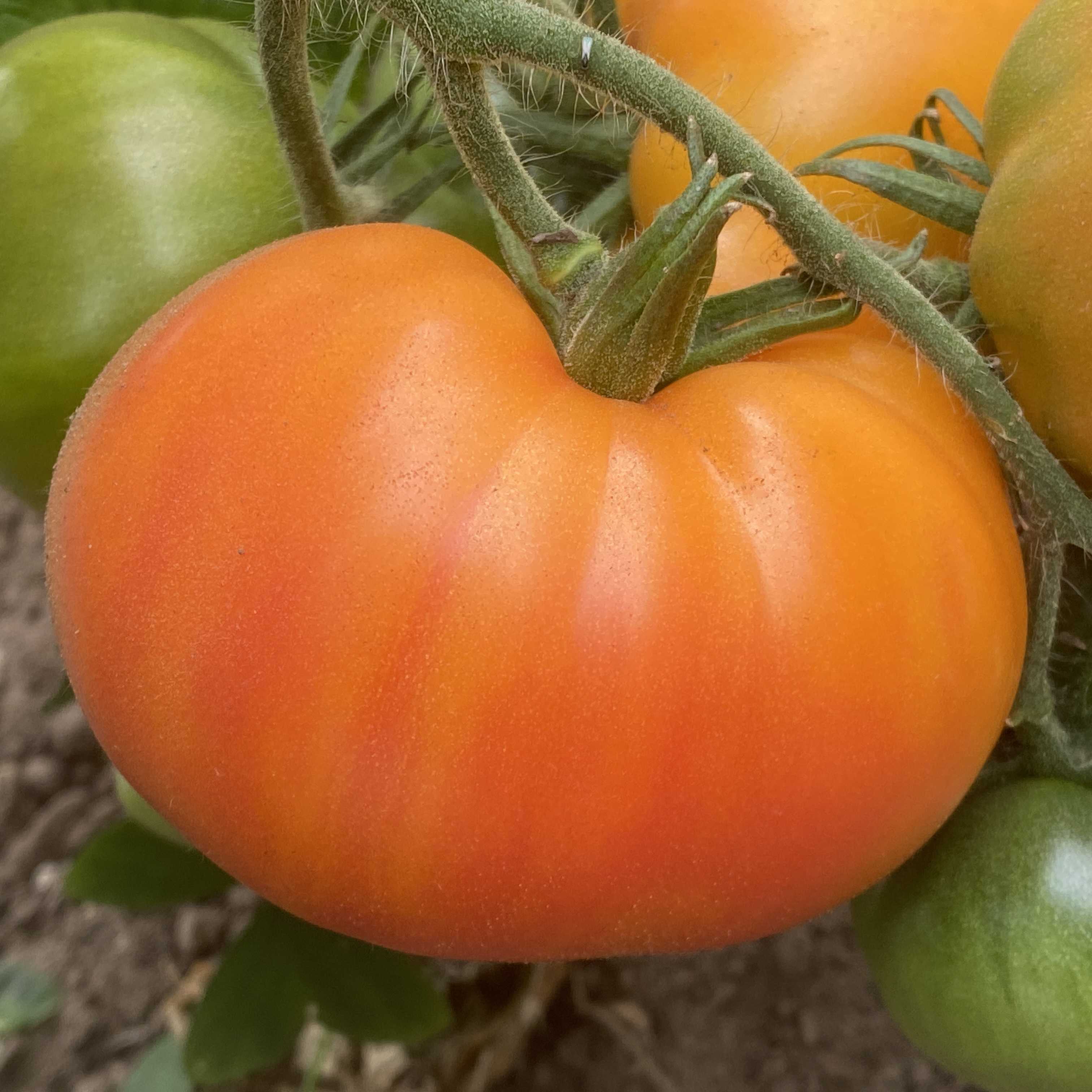 Tomatensaatgut Sunkissed Peach