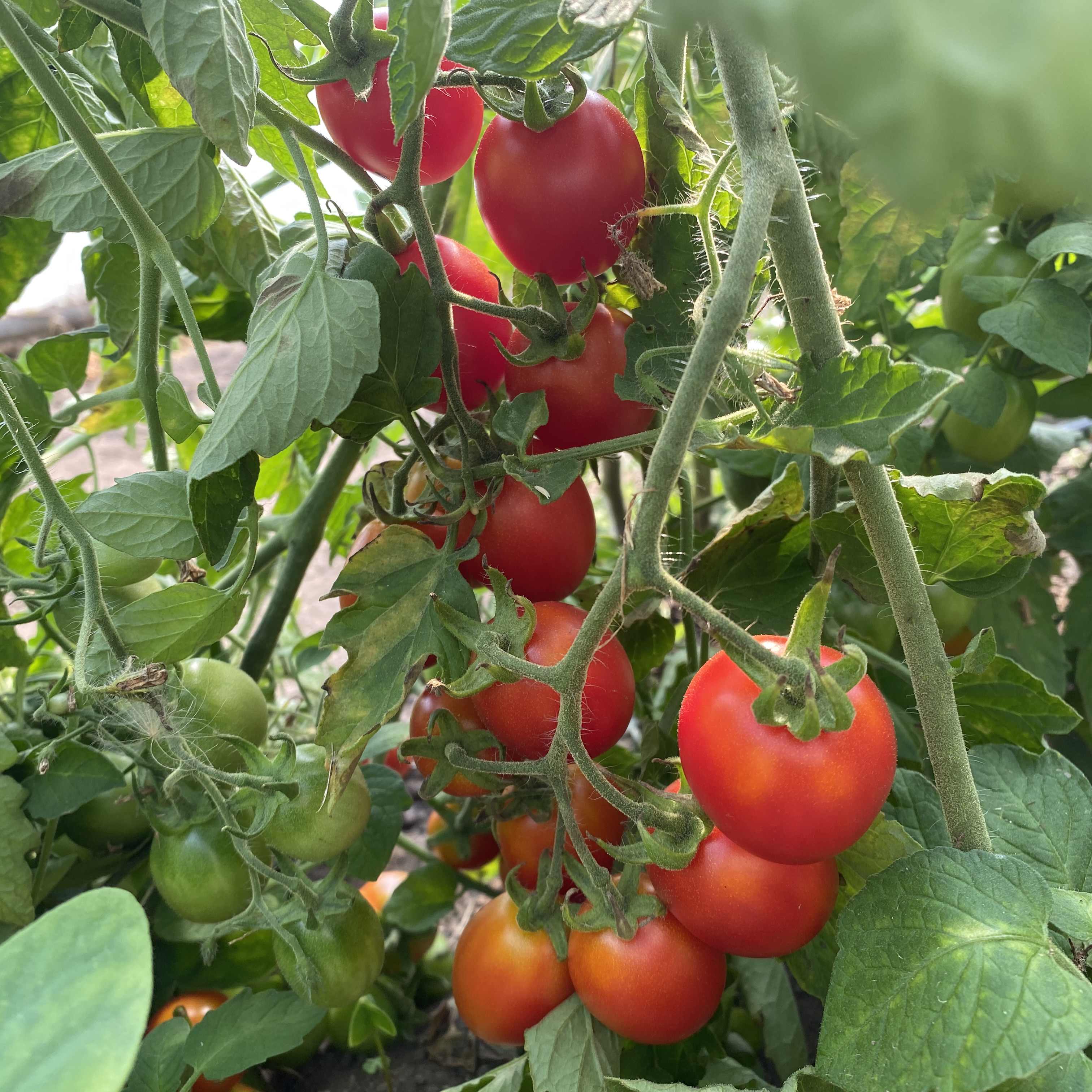 Tomatensaatgut Balconi Plum