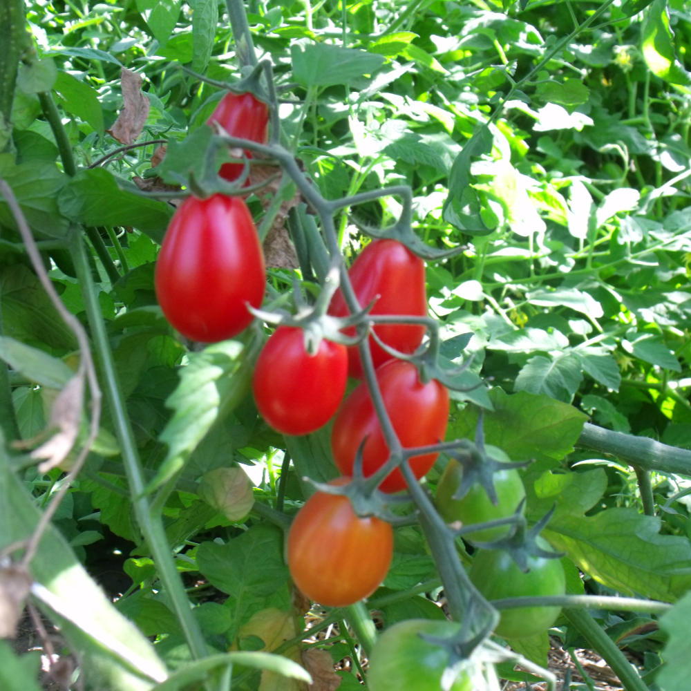 Rote Geschmackvolle Birnen Tomate