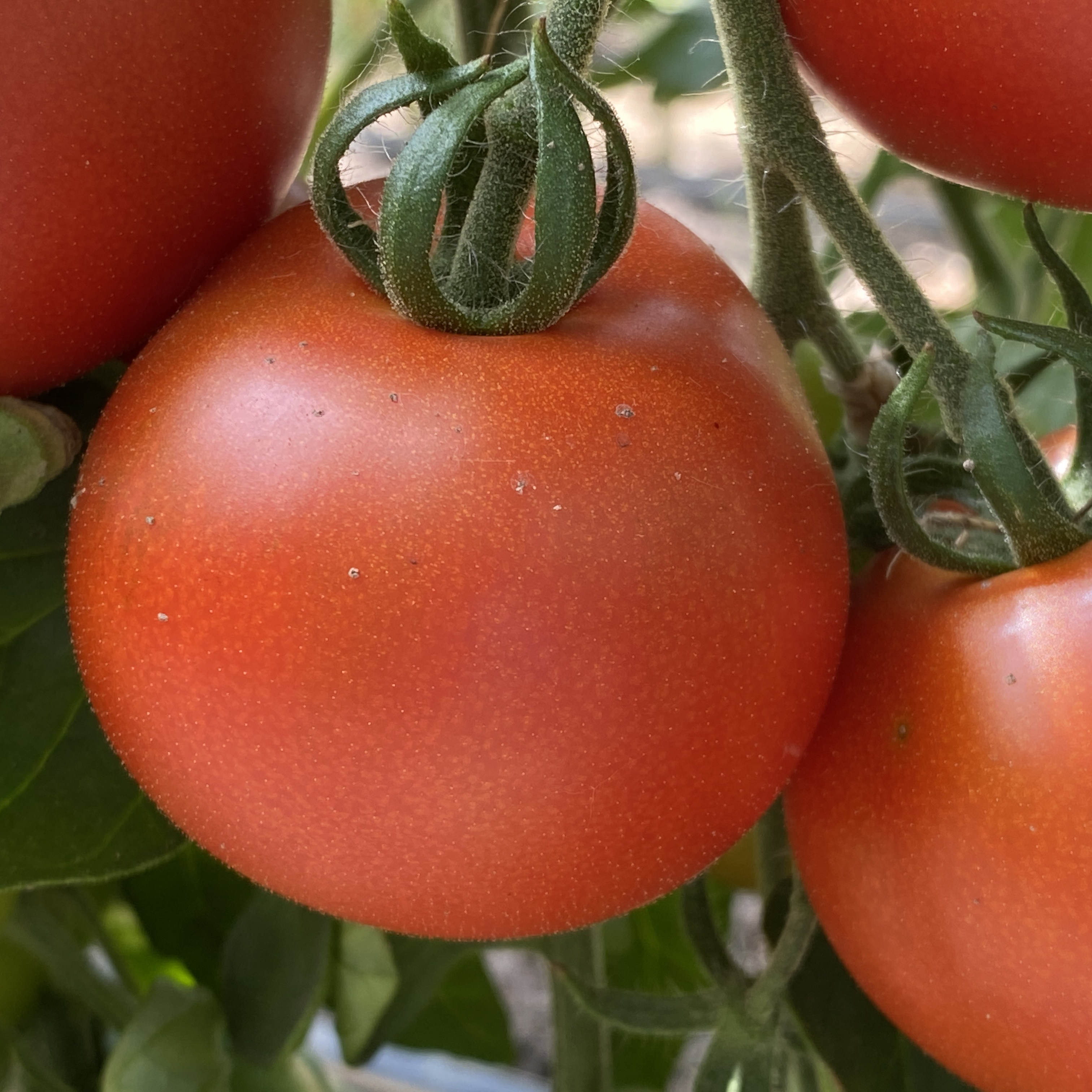 Tomatensaatgut Roter Heinz