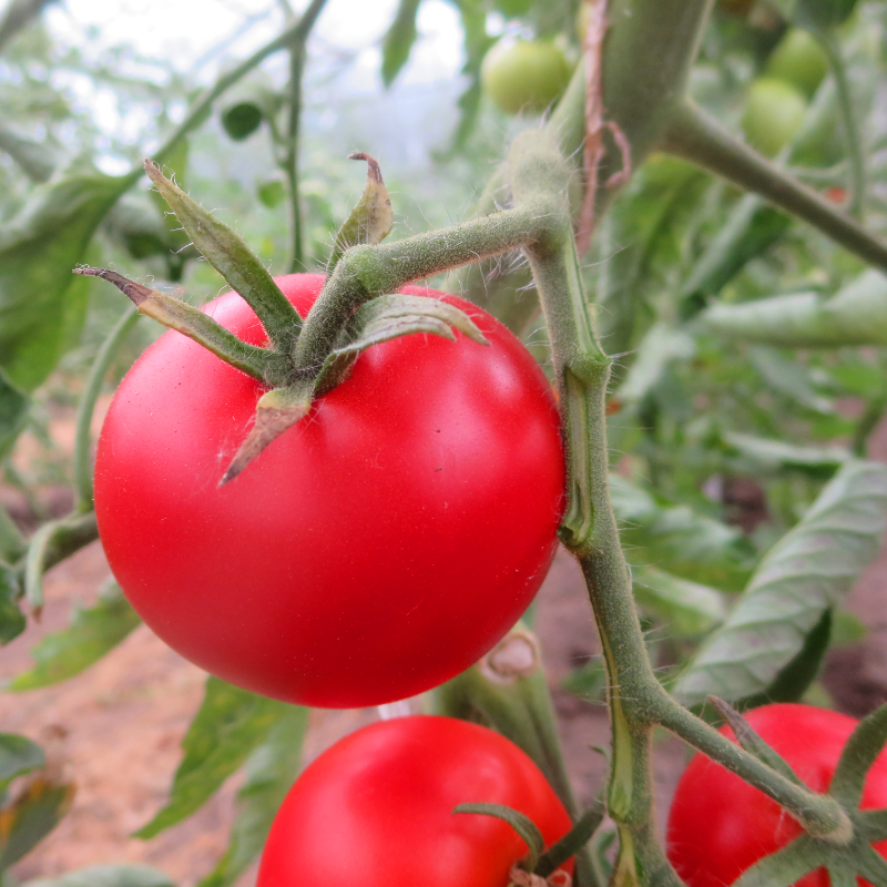 Rote Tomatenpflanze