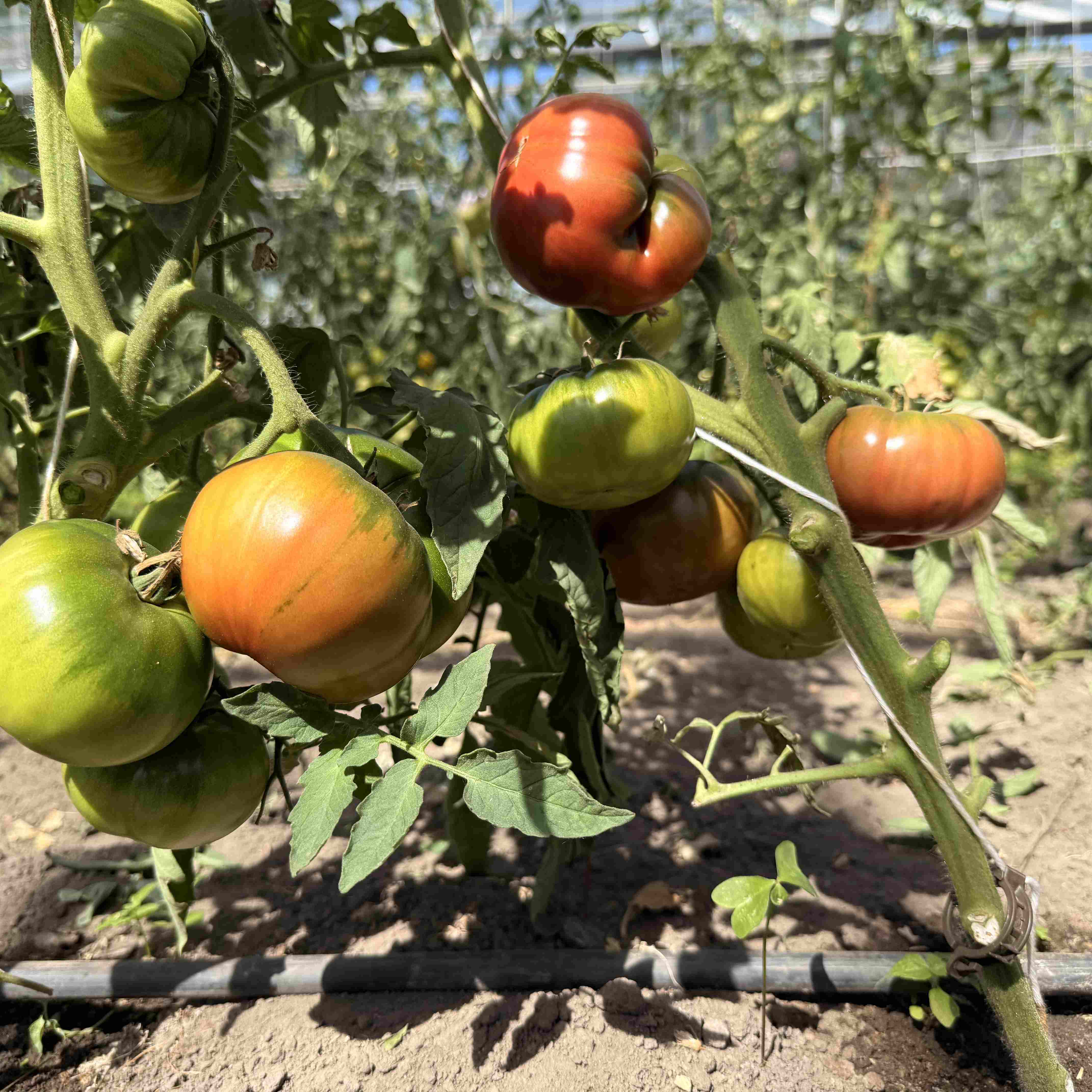 Tomatensaatgut Kalvados