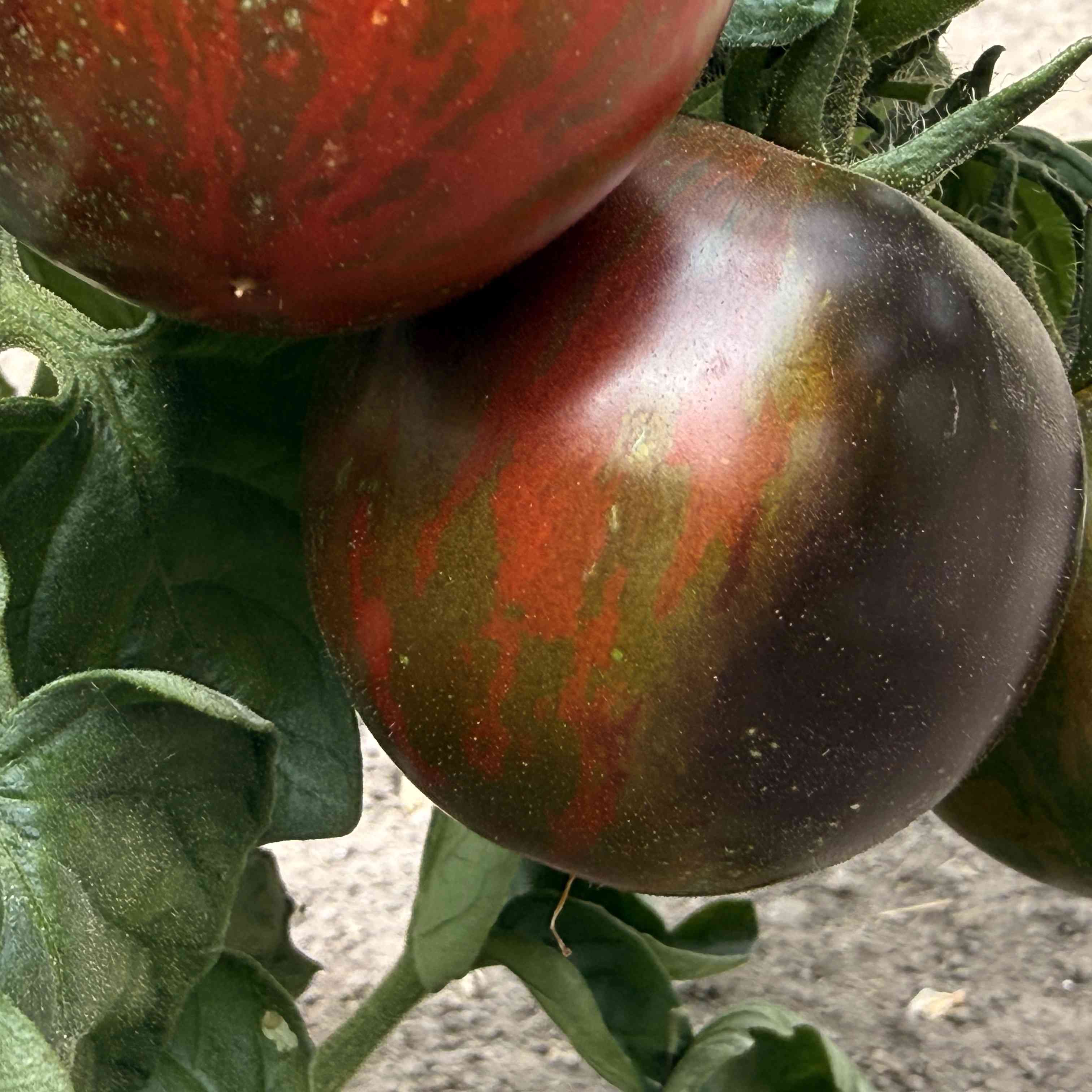 Tomatensaatgut Gondwana Lava